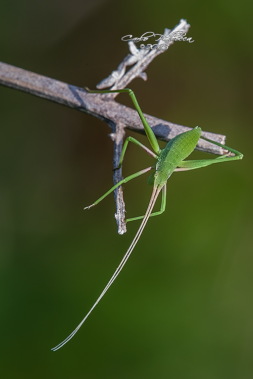 Phaneropteridae  Acrometopa italica